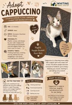 Cappuccino -  Domestic Short Hair Cat for Adoption in Whiting, Indiana - Cappuccino | PetCurious