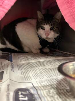 Chloe -  Domestic Short Hair Cat for Adoption in Fruit Heights, Utah - Chloe | PetCurious