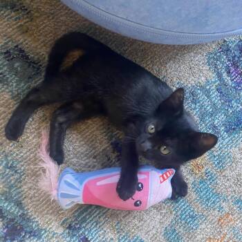 Treason -  Domestic Short Hair Cat for Adoption in Los Angeles, California - Treason | PetCurious