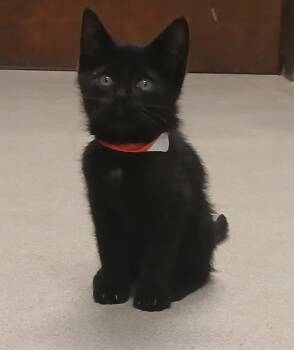 Homer -  Domestic Short Hair Cat for Adoption - Homer | PetCurious