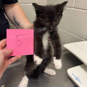 Pamela -  Domestic Medium Hair Cat for Adoption in Bristol, Indiana - Pamela | PetCurious