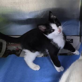 Domestic Short Hair Cats Available for Adoption in Ardmore, Oklahoma - Robert | PetCurious