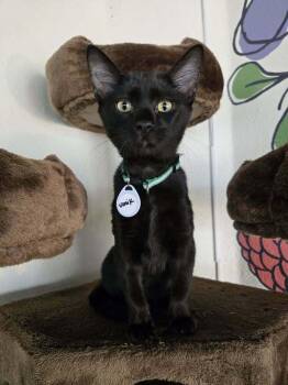 Vanik -  Domestic Short Hair Cat for Adoption in Tucson, Arizona - Vanik | PetCurious