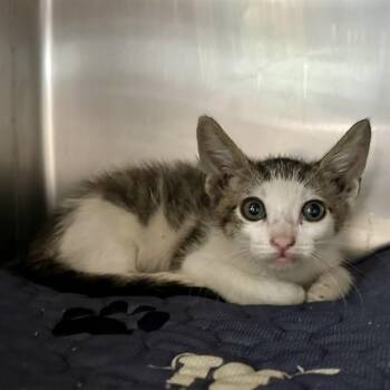 TIM -  Domestic Short Hair Cat for Adoption in Riverside, California - TIM | PetCurious