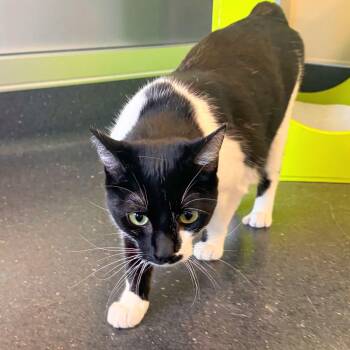 Domestic Short Hair Cats Available for Adoption - Leche | PetCurious