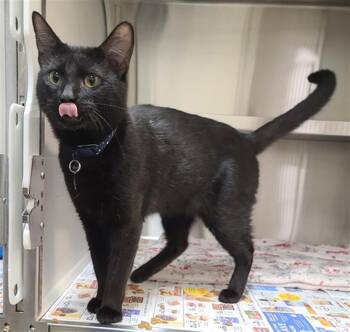 Domestic Short Hair Cats Available for Adoption in Houston, Texas - ITACHI | PetCurious