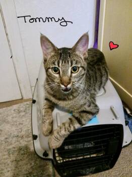 Tabby and American Shorthair Cats Available for Adoption - Tommy | PetCurious