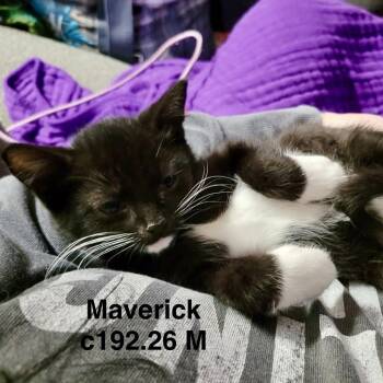Foster Maverick -  Domestic Short Hair Cat for Adoption in Batavia, New York - Foster Maverick | PetCurious