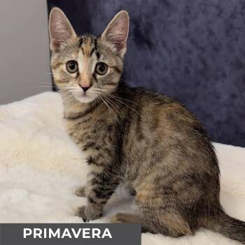 Rescue Domestic Short Hair Cats for Adoption in Toronto, Ontario - Primavera | PetCurious