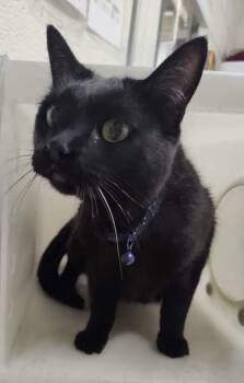 Domestic Short Hair Cats Available for Adoption in Fruit Heights, Utah - Brendan | PetCurious