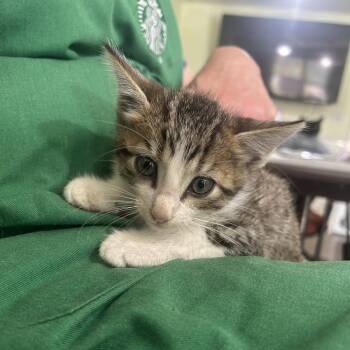Elliot -  Domestic Medium Hair Cat for Adoption in San Antonio, Texas - Elliot | PetCurious