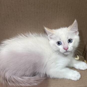 Watson (C000-283) - Costa Mesa Location -  Siamese Cat for Adoption in Chino Hills, California - Watson (C000-283) - Costa Mesa Location | PetCurious