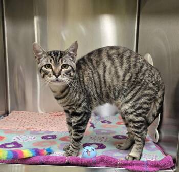 Domestic Short Hair Cats Available for Adoption - Finley | PetCurious