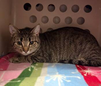 Mocha -  Domestic Short Hair Cat for Adoption in Muskegon, Michigan - Mocha | PetCurious