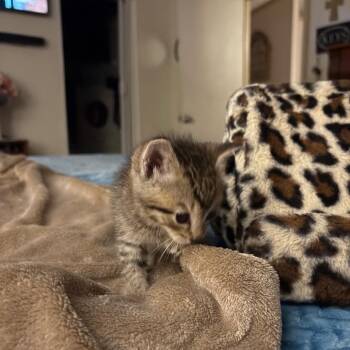Ralphie -  Domestic Short Hair Cat for Adoption in Gainesville, Florida - Ralphie | PetCurious