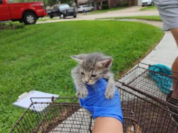 Domestic Short Hair Cats Available for Adoption in Houston, Texas - A654189 | PetCurious