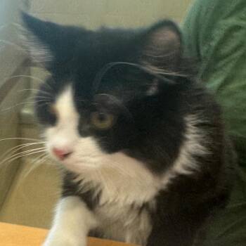 Ziggy -  Domestic Long Hair Cat for Adoption in Winston-salem, North Carolina - Ziggy | PetCurious