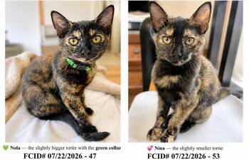 Nola & Nina: bonded (07/22/26-47,53 Brookhaven PS) -  Tortoiseshell Cat for Adoption in Greenville, Delaware - Nola & Nina: Bonded (07/22/26-47,53 Brookhaven PS) | PetCurious