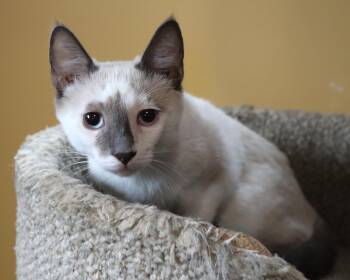 Rescue Siamese Cats for Adoption in San Diego, California - Paco | PetCurious