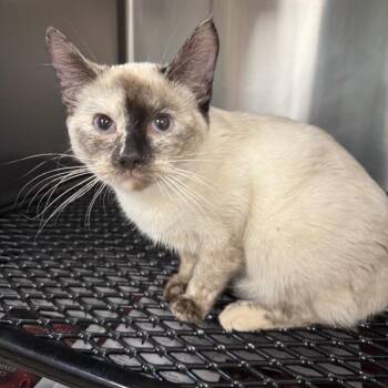 Siamese Cats Available for Adoption - Duchess | PetCurious
