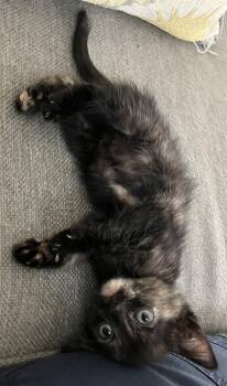 Salami -  Domestic Short Hair Cat for Adoption in Oakdale, California - Salami | PetCurious