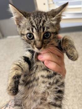 Fredward (Freddy) -  Domestic Short Hair Cat for Adoption in Cincinnati, Ohio - Fredward (Freddy) | PetCurious