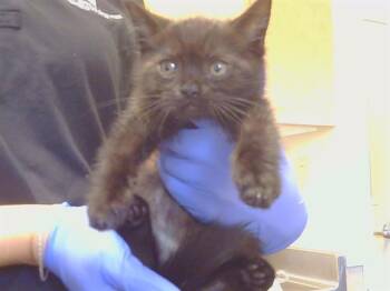 A928481 -  Domestic Short Hair Cat for Adoption in Sacramento, California - A928481 | PetCurious