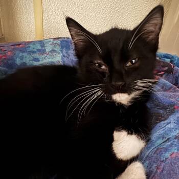 Sneakers -  Domestic Short Hair Cat for Adoption in Defiance, Ohio - Sneakers | PetCurious
