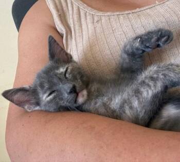 Melody 5235 -  Domestic Short Hair Cat for Adoption in Bonsall, California - Melody 5235 | PetCurious