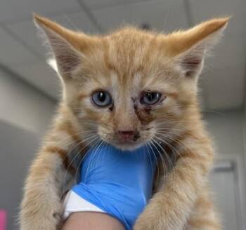 Bob -  Domestic Short Hair Cat for Adoption in Lafayette, Indiana - Bob | PetCurious