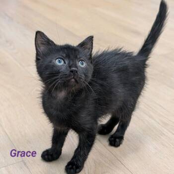 Grace...a little black kitten with a beautiful story of strength -  Domestic Short Hair Cat for Adoption in Murfreesboro, Tennessee - Grace...a Little Black Kitten With A Beautiful Story Of Strength | PetCurious