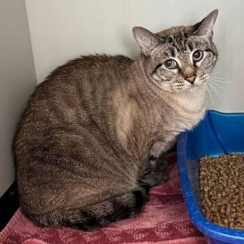 Sable -  Domestic Short Hair Cat for Adoption in Kingman, Arizona - Sable | PetCurious