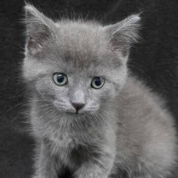 Bernadette C11863 -  Domestic Short Hair Cat for Adoption - Bernadette C11863 | PetCurious