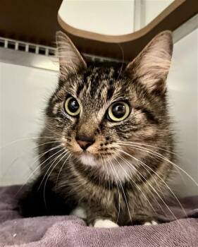 Domestic Short Hair Cats Available for Adoption in San Francisco, California - TINA | PetCurious