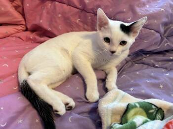 Ruby -  Domestic Short Hair Cat for Adoption in Catasauqua, Pennsylvania - Ruby | PetCurious