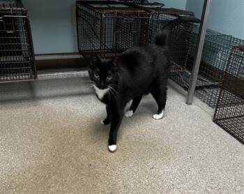 Rescue Domestic Medium Hair Cats for Adoption in Loveland, Colorado - MIA | PetCurious