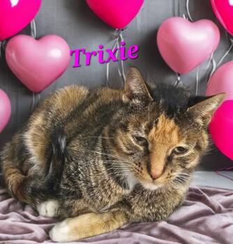 Domestic Short Hair Cats Available for Adoption - Trixie | PetCurious