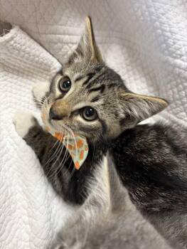 Ruckus -  Domestic Short Hair and Tabby Cat for Adoption in Greensboro, North Carolina - Ruckus | PetCurious