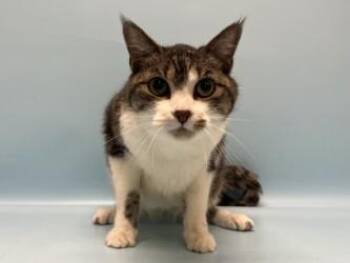 Cruze -  Domestic Short Hair Cat for Adoption in Golden Valley, Minnesota - Cruze | PetCurious