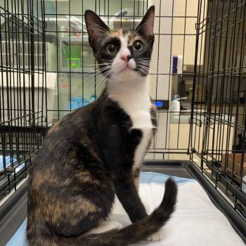 WAGS-Stray-21971 -  Domestic Short Hair Cat for Adoption in Westminster, California - WAGS-Stray-21971 | PetCurious