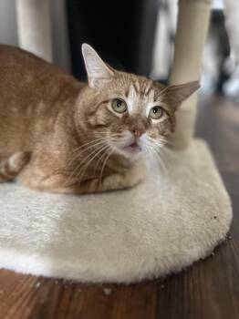 Rescue Domestic Short Hair Cats for Adoption in Holly Springs, Georgia - Cheddar | PetCurious