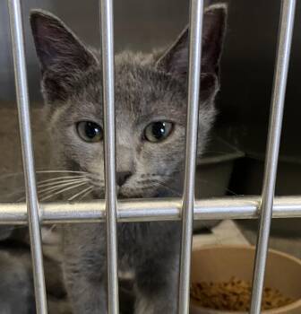 Thomas -  Domestic Short Hair Cat for Adoption in Parma, Ohio - Thomas | PetCurious