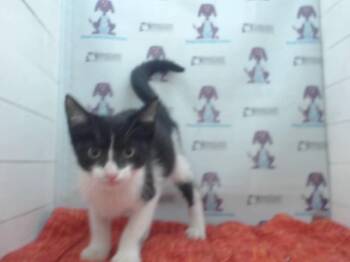 A600978 -  Domestic Short Hair Cat for Adoption in Orlando, Florida - A600978 | PetCurious