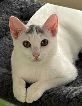 Rescue Domestic Short Hair Cats for Adoption in Norwalk, Connecticut - Sapphira | PetCurious