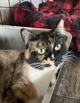 Calico Cats Available for Adoption - Kelsey | PetCurious