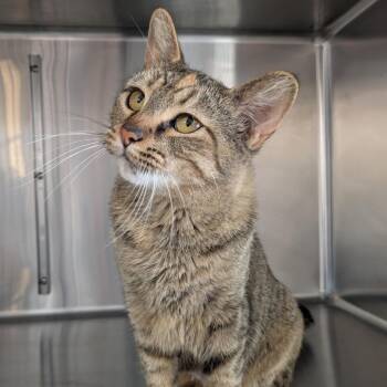 Domestic Short Hair Cats Available for Adoption - Sofa | PetCurious