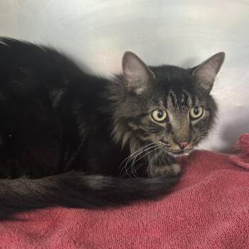 Goose -  Domestic Long Hair Cat for Adoption in Council Bluffs, Iowa - Goose | PetCurious