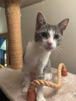 Stephanie -  Domestic Short Hair Cat for Adoption in Burnaby, British Columbia - Stephanie | PetCurious