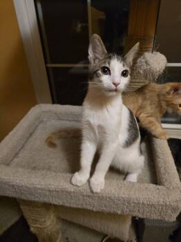 Kam -  Domestic Short Hair Cat for Adoption in St. Peters, Missouri - Kam | PetCurious