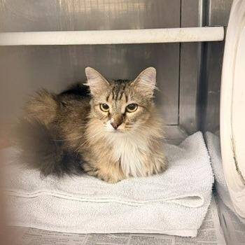 Emilia -  Domestic Medium Hair Cat for Adoption in Long Beach, California - Emilia | PetCurious